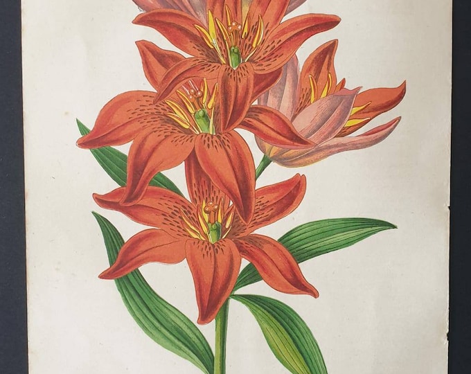Original 1873 Floral World print - Lilium Concolor