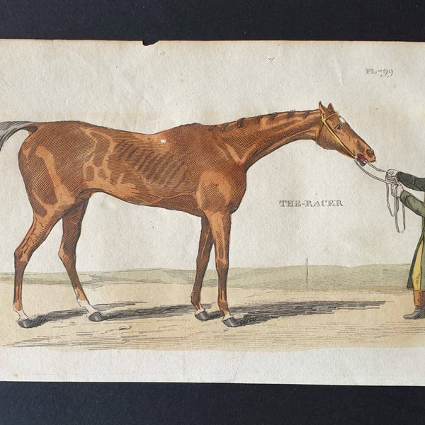 Original 1821 hand coloured animal print - Racing Horse