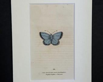 The Chalk-Hill Blue Butterfly - Original 1832 Hand Coloured Antique Print