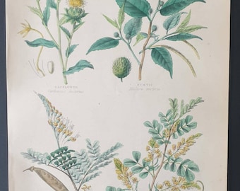 Plants used in Dyeing - Original 1877 The Vegetable Kingdom print