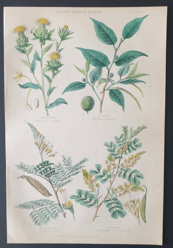 Original 1877 The Vegetable  Kingdom print - Plants used in Dyeing