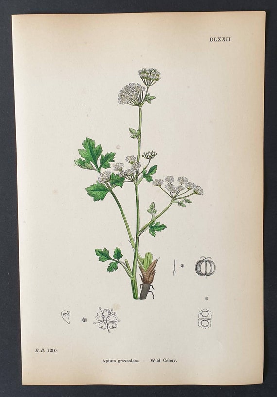 Original 1863 hand coloured botanical print - Wild Celery