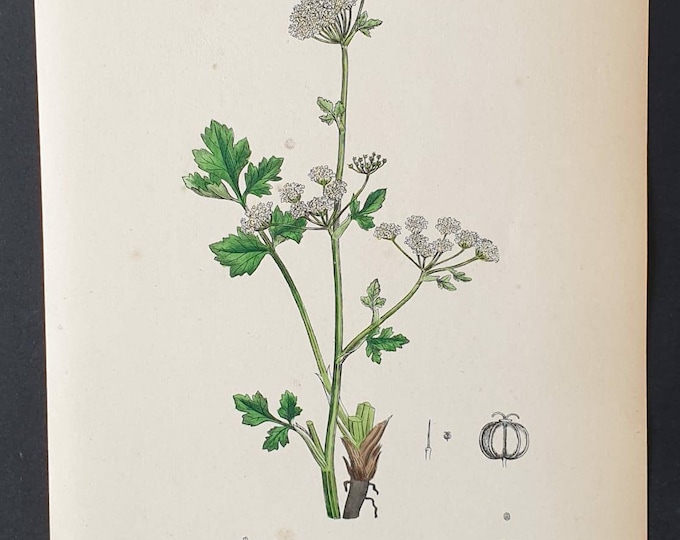Original 1863 hand coloured botanical print - Wild Celery