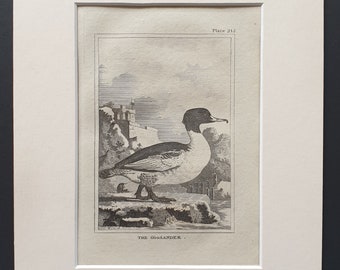 The Goosander -  Original 1812 Buffon print in mount (215)