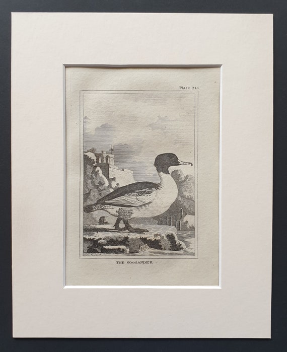 The Goosander -  Original 1812 Buffon print in mount (215)