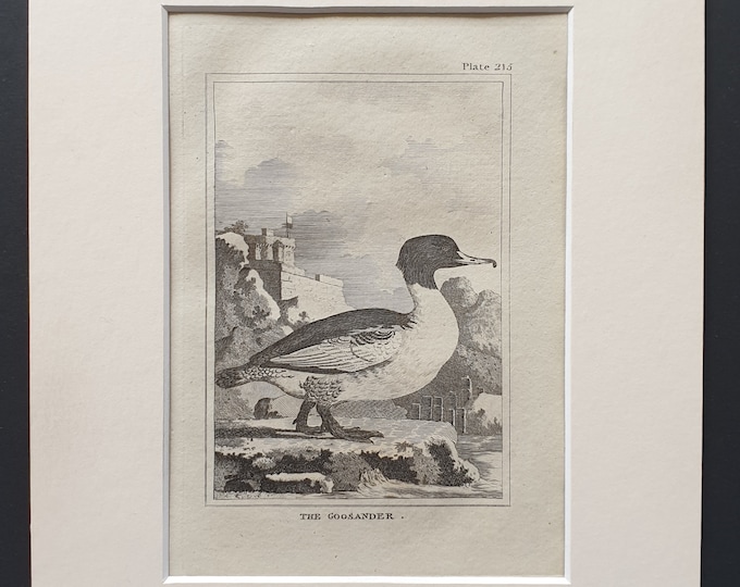 The Goosander -  Original 1812 Buffon print in mount (215)