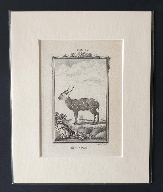 Original 1791 Buffon print in mount - Hog Stag