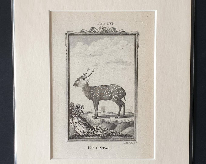 Original 1791 Buffon print in mount - Hog Stag