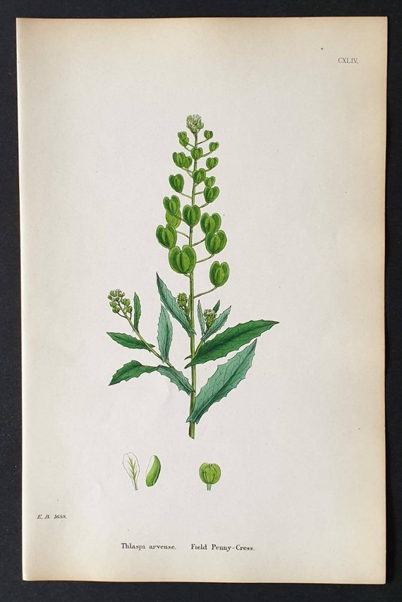 Original 1863 hand coloured botanical print - Field Penny Cress