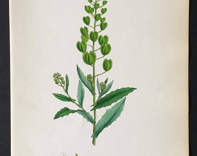 Original 1863 hand coloured botanical print - Field Penny Cress