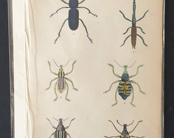 Original hand coloured 1835 beetle print