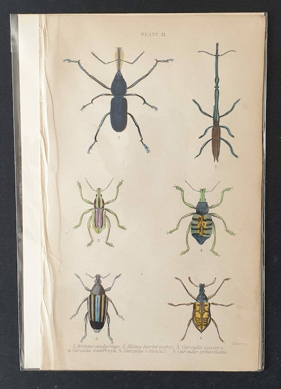 Original hand coloured 1835 beetle print