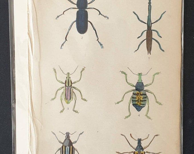 Original hand coloured 1835 beetle print