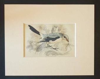 Great Cinereous Shrike - Original c1840 hand coloured bird print in mount