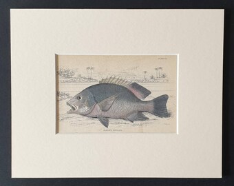 Banded Diacope - Original 1843 hand coloured fish print in mount