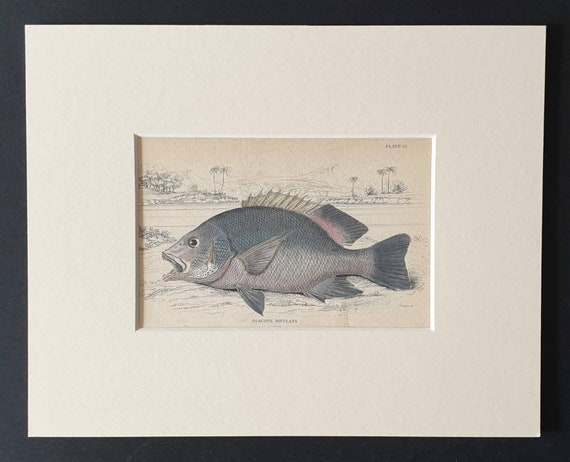 Original 1843 hand coloured fish print in mount - Banded Diacope
