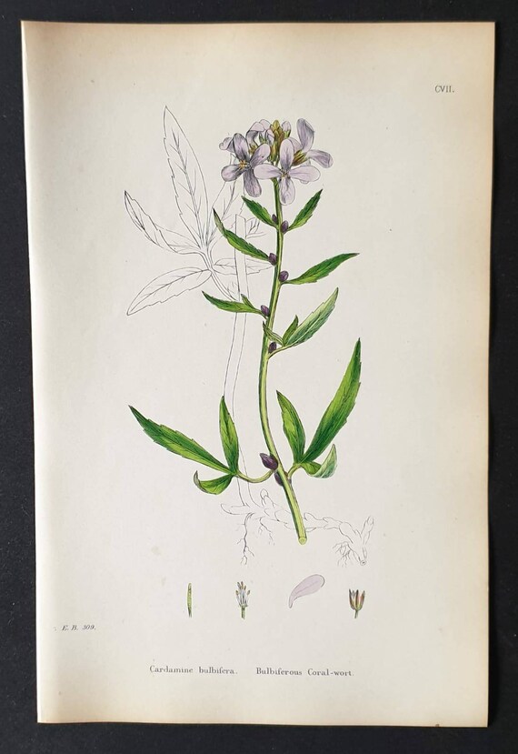 Original 1863 hand coloured botanical print - Bulbiferous Coral Wort
