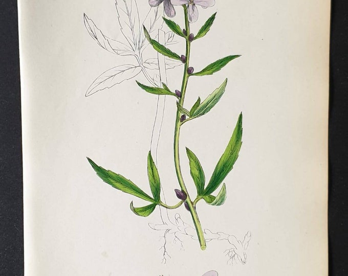 Original 1863 hand coloured botanical print - Bulbiferous Coral Wort