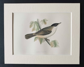 Orphean Warbler - Original 1891 hand coloured bird print in mount