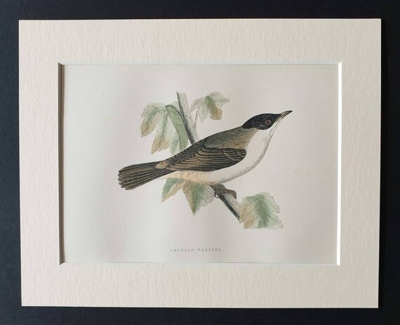 Original 1891 hand coloured bird print in mount - Orphean Warbler