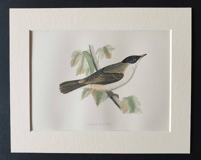 Original 1891 hand coloured bird print in mount - Orphean Warbler