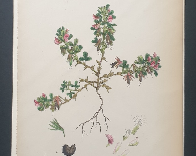 Small Spreading Rest Harrow - Original 1863 Sowerby botanical print