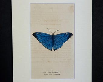 The Adonis Butterfly - Original 1832 Hand Coloured Antique Print