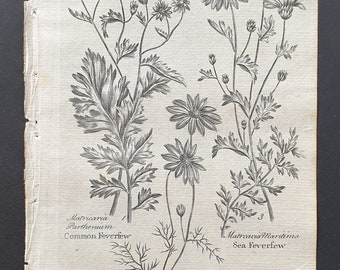 Common, Corn and Sea Feverfew - Original 1802 Culpeper engraving (63)