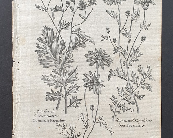 Common, Corn and Sea Feverfew - Original 1802 Culpeper engraving (63)