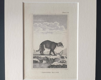 Crab Eating Raccoon - Original 1812 Buffon print in mount