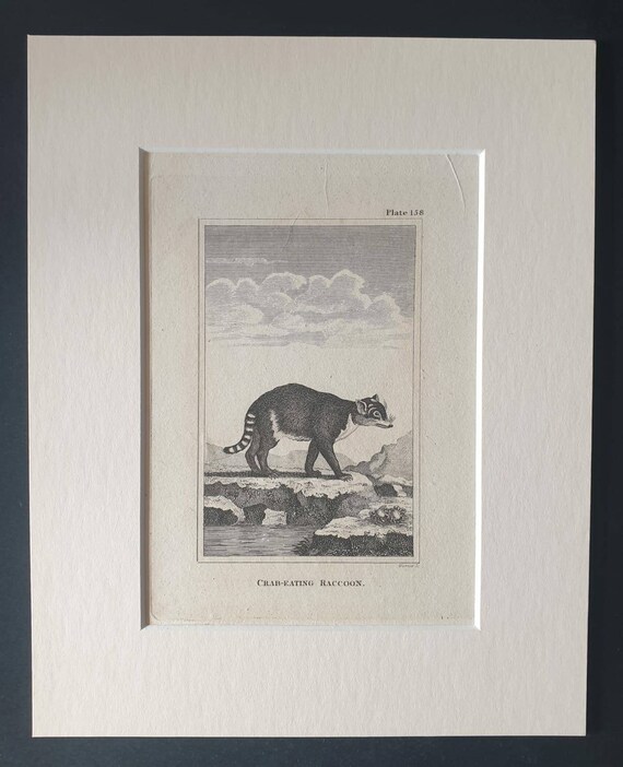 Original 1812 Buffon print in mount - Crab Eating Raccoon