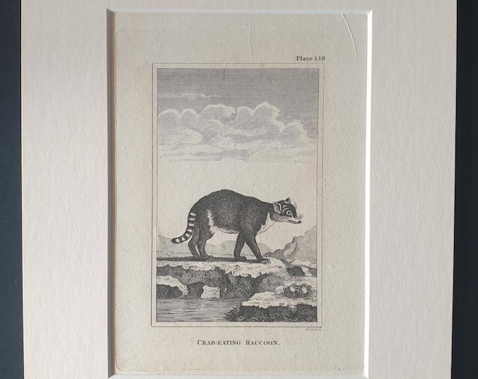 Original 1812 Buffon print in mount - Crab Eating Raccoon
