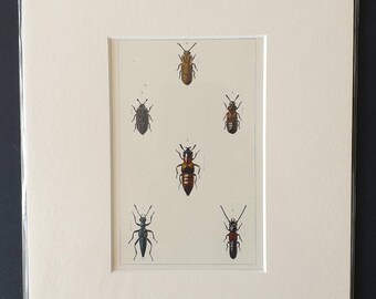 Beetles - Original hand coloured 1890 print in mount
