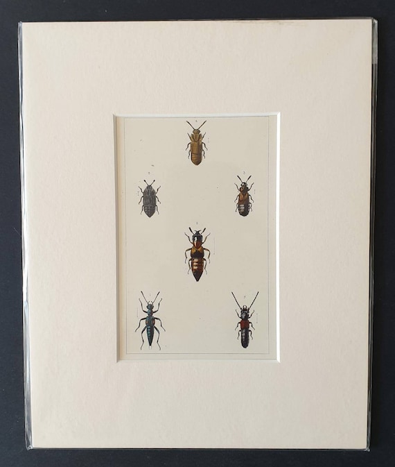 Original hand coloured 1890 beetle print in mount