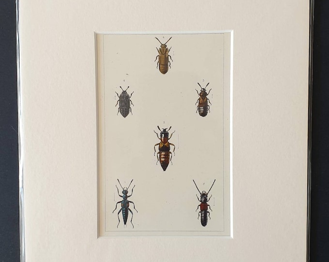 Original hand coloured 1890 beetle print in mount