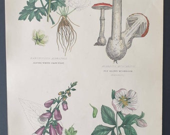 Vegetable Poisons - Original 1877 The Vegetable Kingdom print