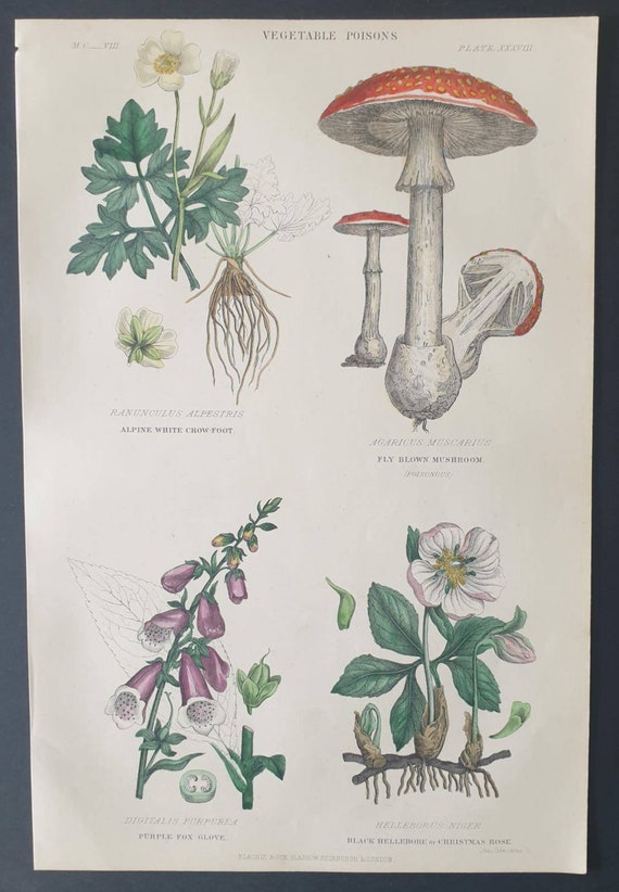 Original 1877 The Vegetable  Kingdom print - Vegetable Poisons