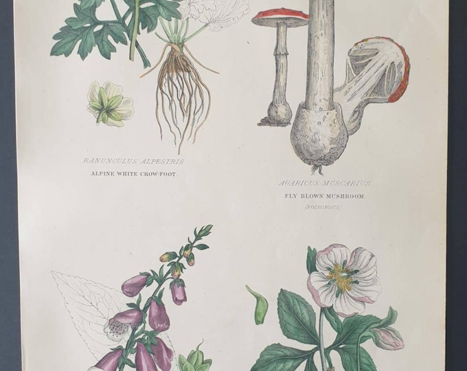 Original 1877 The Vegetable  Kingdom print - Vegetable Poisons