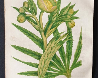 Stinking Hellebore - Original 1857 poisonous plant print