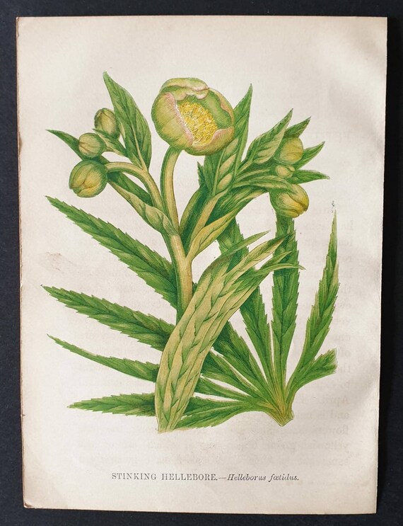 Original 1857 poisonous plant print - Stinking Hellebore