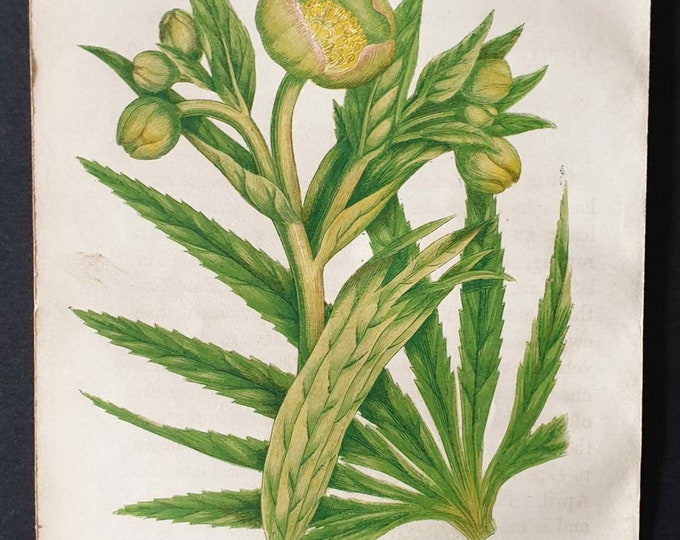 Original 1857 poisonous plant print - Stinking Hellebore