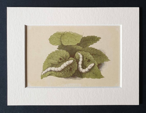 Original 1851 John Tallis woodblock print - Silk Worms