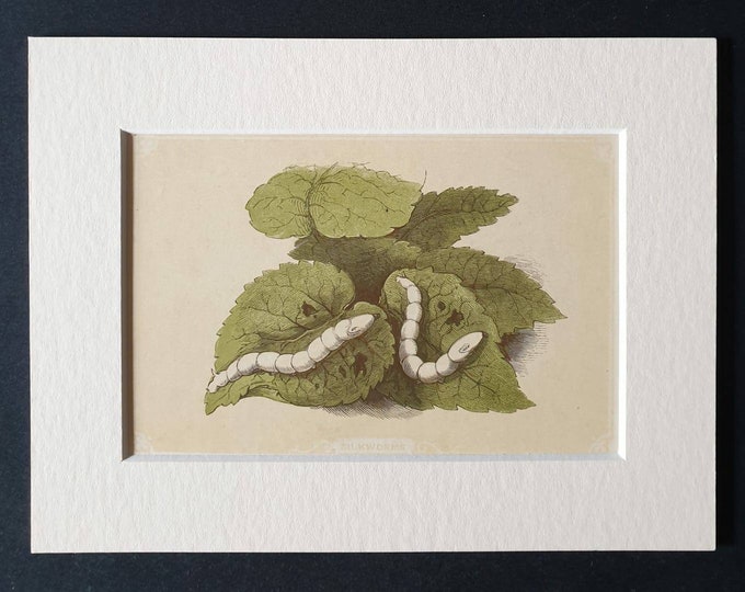 Original 1851 John Tallis woodblock print - Silk Worms