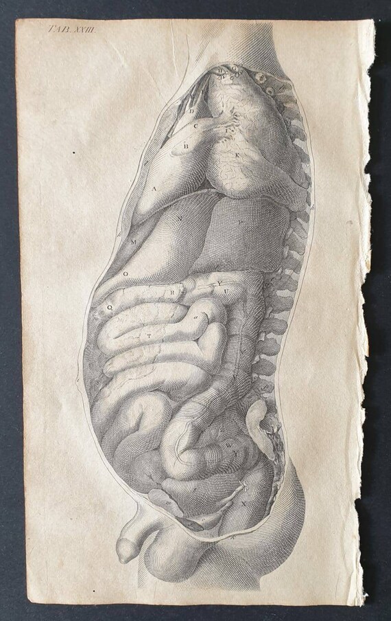 Original 1807 Andrew Fyfe Anatomical print - The Thoracic and Abdominal Viscera, seen from the Left Side