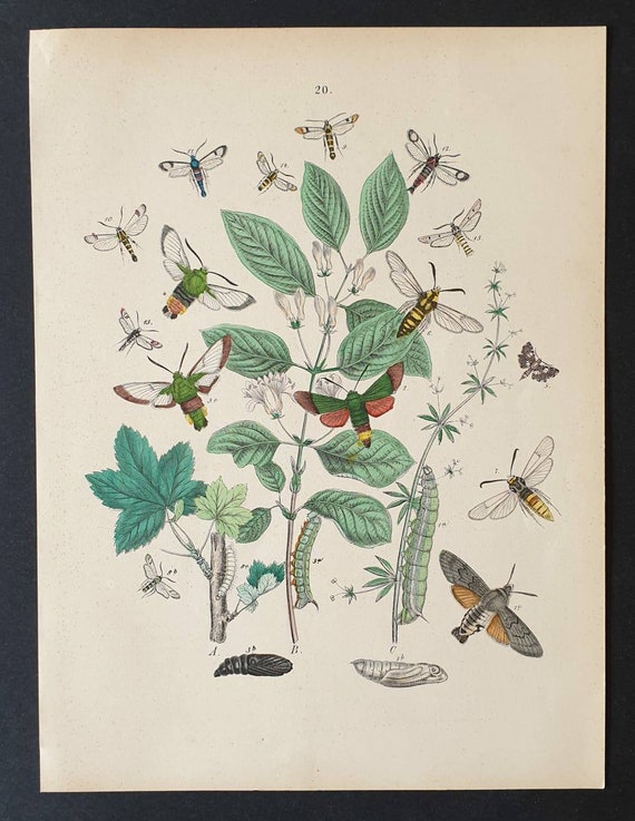 Original 1898 hand coloured Butterflies and Moths print