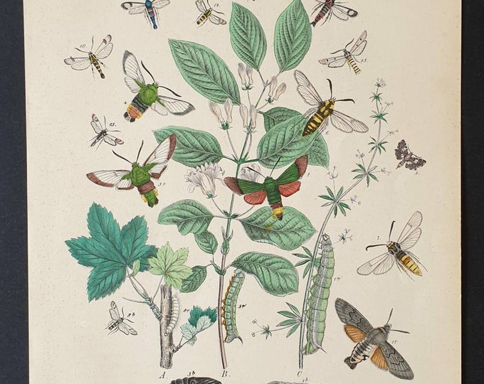 Original 1898 hand coloured Butterflies and Moths print