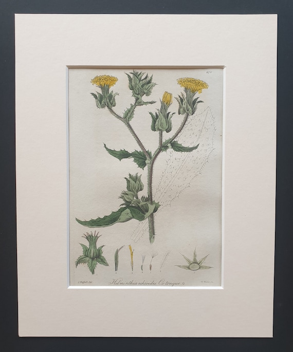 Bristly Ox Tongue - Original 1839 hand coloured flower print in mount