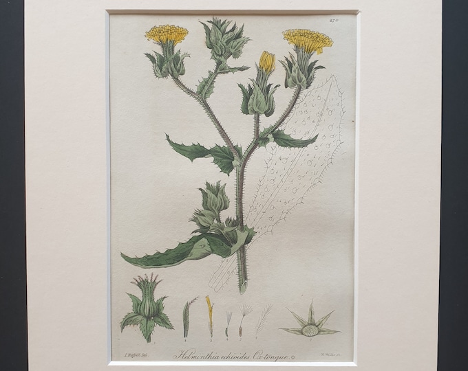 Bristly Ox Tongue - Original 1839 hand coloured flower print in mount