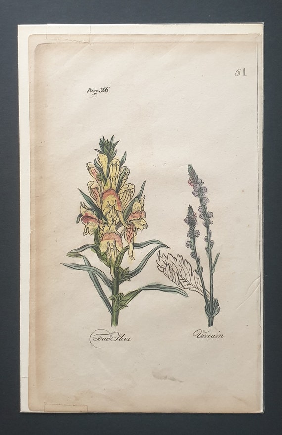 Toad Flax and Vervain - Original c1810 Culpeper print