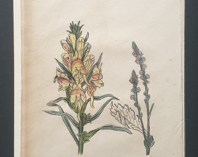Toad Flax and Vervain - Original c1810 Culpeper print